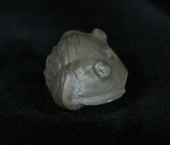 Enrolled Isotelus Trilobite Very Inflated #1399